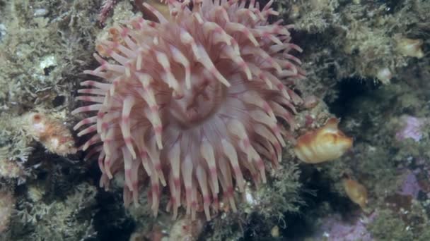 Living Anemone Actinia in clean transparent cold water of Barents Sea. — Stock Video