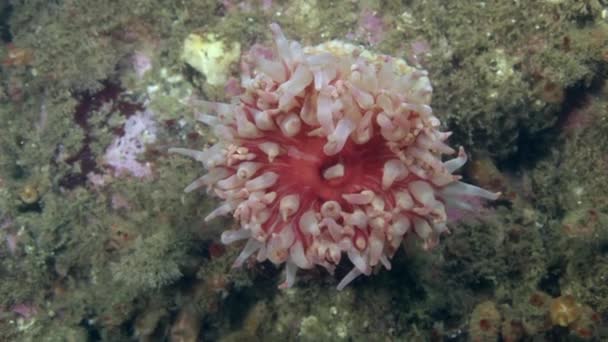 Living Anemone Actinia in clean transparent cold water of Barents Sea. — Stock Video