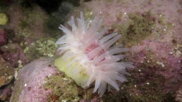 Mar Anêmona Actinia Subaquática Fundo Mar Barents Mar Natureza Água — Vídeo de Stock