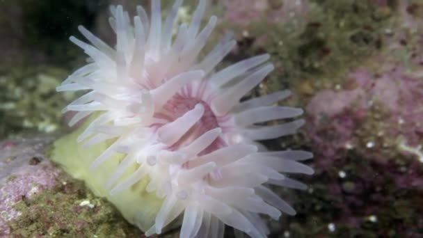 Anemone marino Actinia sott'acqua sui fondali del Mare di Barents . — Video Stock