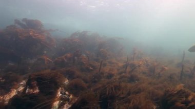 Barents Denizi 'nin deniz tabanındaki arka planında bulunan dev deniz yosunu..