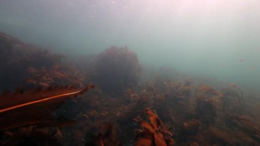 Barents Denizi 'nin deniz tabanındaki arka planında bulunan dev deniz yosunu..