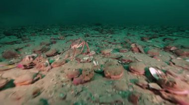 Yengeç yürüyen tarak sualtı deniz yatağı üzerinde Kamçatka Barents Denizi'nin üzerinde.