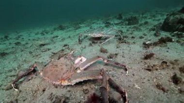 Dev Kral Yengeç gıda Barents Denizi üzerinde arama.