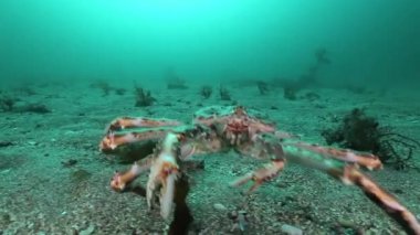 Dev Kral Yengeç gıda Barents Denizi üzerinde arama.