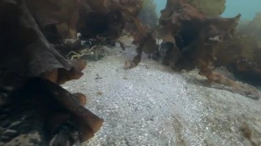 Yengeç onun erkek Barents Denizi dibinin üzerinde sürükler..