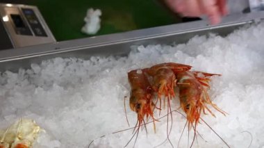 Aşçı eller üst üste buz bir deniz ürünleri restoranı taze karides.