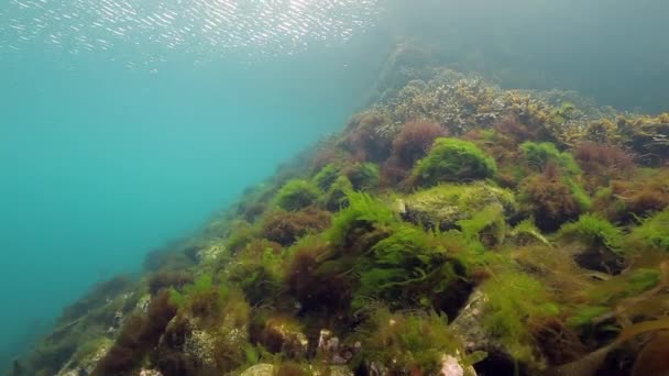 Seaweed underwater on seabed of Barents Sea. — Stock Video