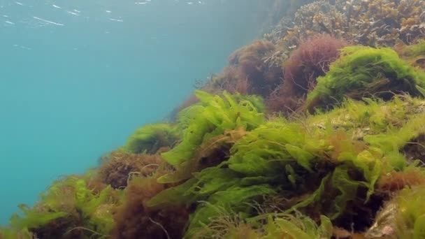 Zeewier onderwater op de zeebodem van de Barentsz-zee. — Stockvideo