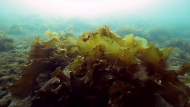 Algas marinas en el fondo marino del Mar de Barents . — Vídeo de stock