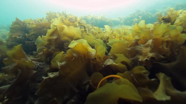 在巴伦支海海床海底的海藻. — 图库视频影像