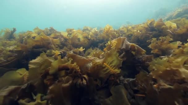 Algen unter Wasser auf dem Meeresboden der Barentssee. — Stockvideo