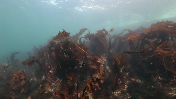 Reuzenwier onder water op de achtergrond van de zeebodem van de Barentszzee. — Stockvideo