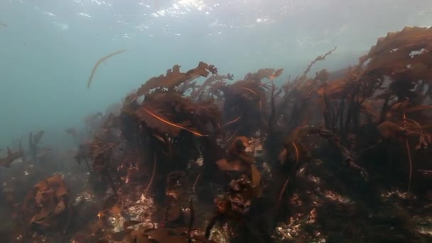 Γιγάντια φύκια κάτω από το νερό στο φόντο του θαλάσσιου βυθού της Θάλασσας Μπάρεντς. — Αρχείο Βίντεο