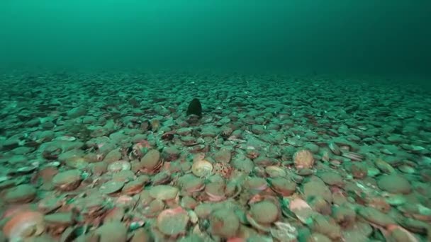 Scallop underwater on seabed of Barents Sea on Kamchatka. — Stock Video