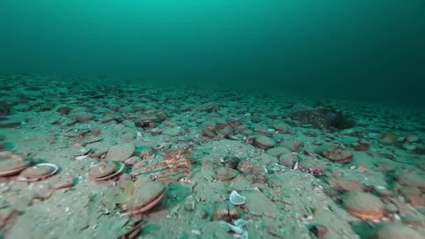 Pilgrimsmussla under vattnet på havsbotten i Barents hav på Kamtjatka. — Stockvideo