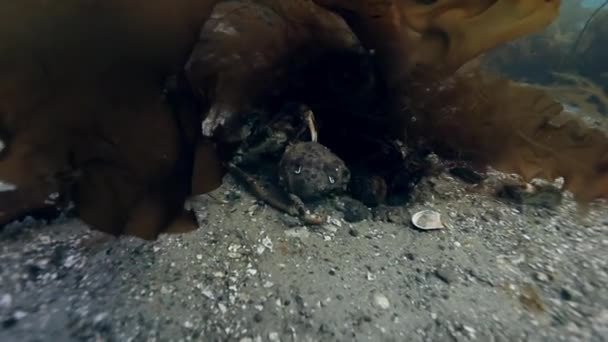 Krab sleept zijn vrouw op de zeebodem van de Barentsz-zee. — Stockvideo