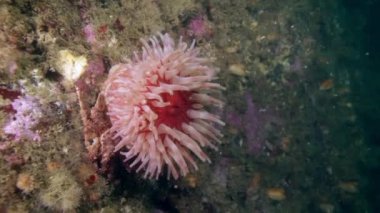 Pembe deniz anemone Actinia sualtı Barents Denizi dibinin üzerinde açıklanması.