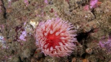 Pembe deniz anemone Actinia sualtı Barents Denizi dibinin üzerinde açıklanması.