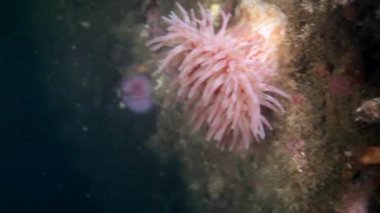 Barents Denizi temiz şeffaf soğuk suda yaşayan Anemone Actinia.
