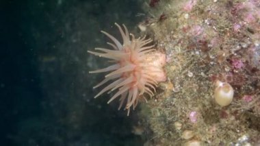 Barents Denizi temiz şeffaf soğuk suda yaşayan Anemone Actinia.
