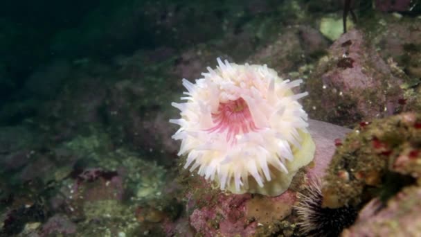 Virágállatok Actinia víz alatti, háttérben a kék tengeri a Jeges-tenger. — Stock videók