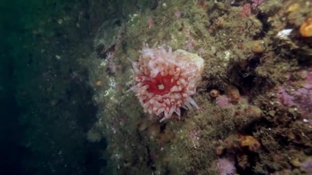 Living Anemone Actinia in clean transparent cold water of Barents Sea. — Stock Video