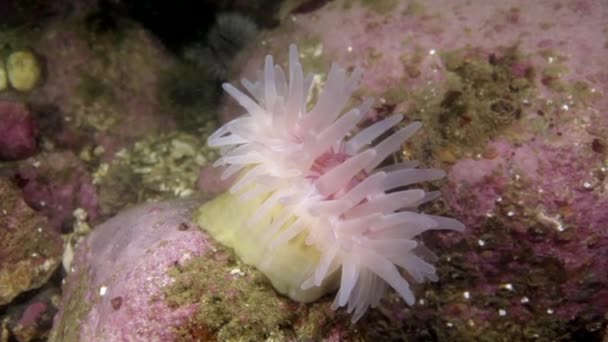 Deniz anemone Actinia sualtı deniz dibinin Barents Denizi'nin üzerinde. — Stok video