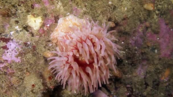 Anemone vivo Actinia na água fria transparente limpa do mar de Barents . — Vídeo de Stock