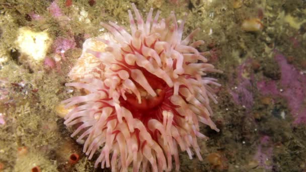 Living Anemone Actinia in clean transparent cold water of Barents Sea. — Stock Video