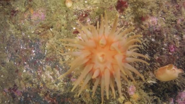 Levende Anemone Actinia in schone transparante koud water van Barentsz-zee. — Stockvideo