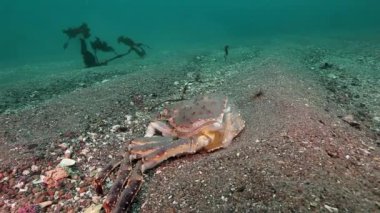 Barents Denizi 'nin ıssız kumda ölü yengeç..