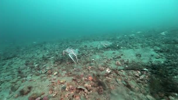 Twee reusachtige krab wandeling op een verlaten zanderige bodem van Barentsz-zee. — Stockvideo
