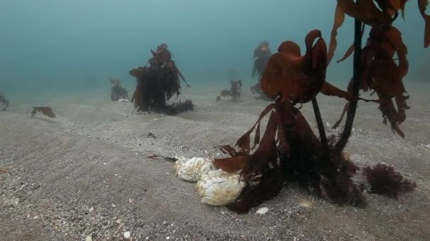 Dode krab op een verlaten zandbodem van de Barentszzee. — Stockvideo