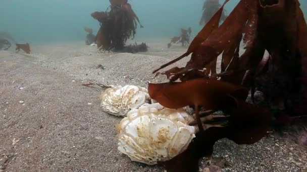 Crabe mort sur un fond sablonneux désert de la mer de Barents. — Video