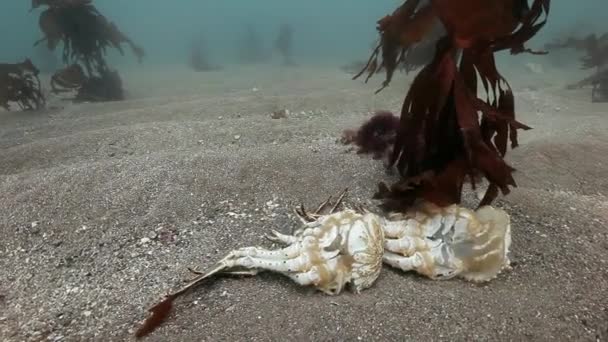 Dead crab on a deserted sandy bottom of Barents Sea. — Stock Video