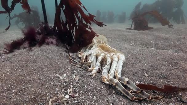 Caranguejo morto em um fundo arenoso deserto do Mar de Barents. — Vídeo de Stock