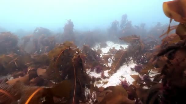 Giant seaweed underwater on background of marine seabed of Barents Sea. — Stock Video