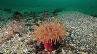 Pembe Anemone Actinia sualtı deniz dibinin Barents Denizi'nin üzerinde.