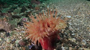 Pembe Anemone Actinia sualtı deniz dibinin Barents Denizi'nin üzerinde.