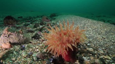 Pembe Anemone Actinia sualtı deniz dibinin Barents Denizi'nin üzerinde.