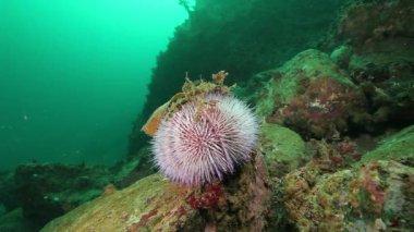 Actinia sualtı deniz dibinin Barents Denizi'nin üzerinde Anemon.