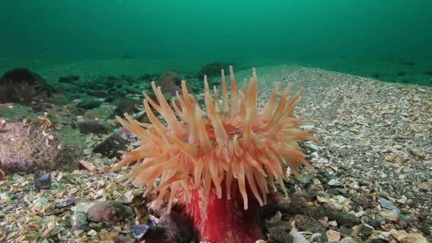 Rosa Anemone Actinia under vattnet på havsbotten i Barents hav. — Stockvideo