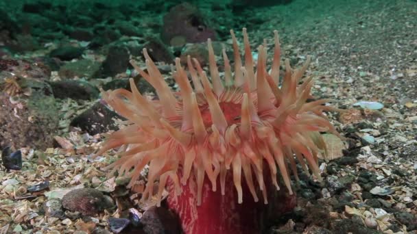 Pink Anemone Actinia underwater on seabed of Barents Sea. — Stock Video