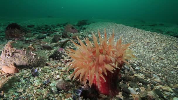 Roze Anemone Actinia onderwater op de zeebodem van de Barentsz-zee. — Stockvideo