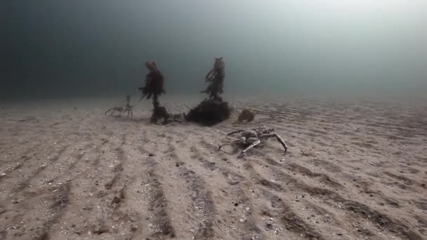 Dois caranguejos gigantes caminham em um fundo arenoso deserto do Mar de Barents . — Vídeo de Stock