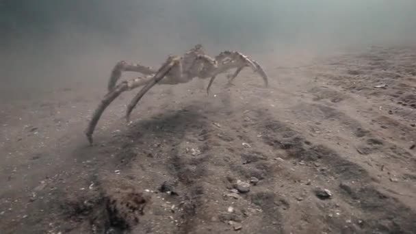 Slechts gigantische krab lopen op een verlaten zandbodem van de Barentszzee. — Stockvideo