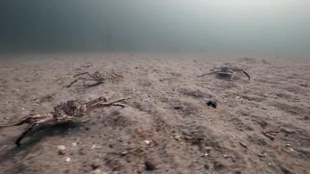 Skupina z obřího kraba chůze na opuštěné písčité dno Barentsova moře. — Stock video