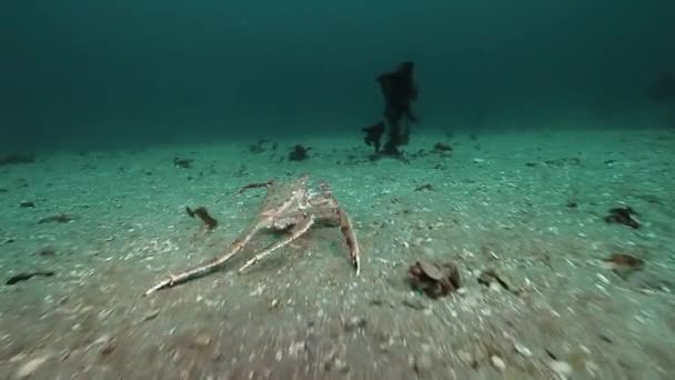 Reusachtige krab lopen op een verlaten zanderige bodem van Barentsz-zee. — Stockvideo