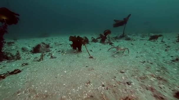 Grupa giant krab spacerem opuszczony piaszczyste dno Morza Barentsa. — Wideo stockowe